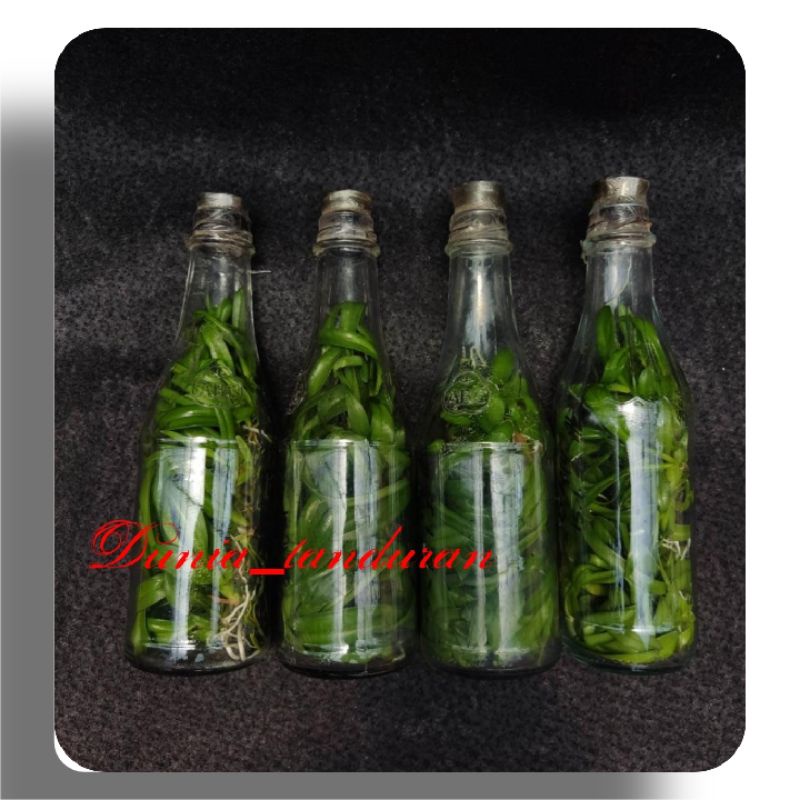 Anggrek botol Den. Melintir koleksi