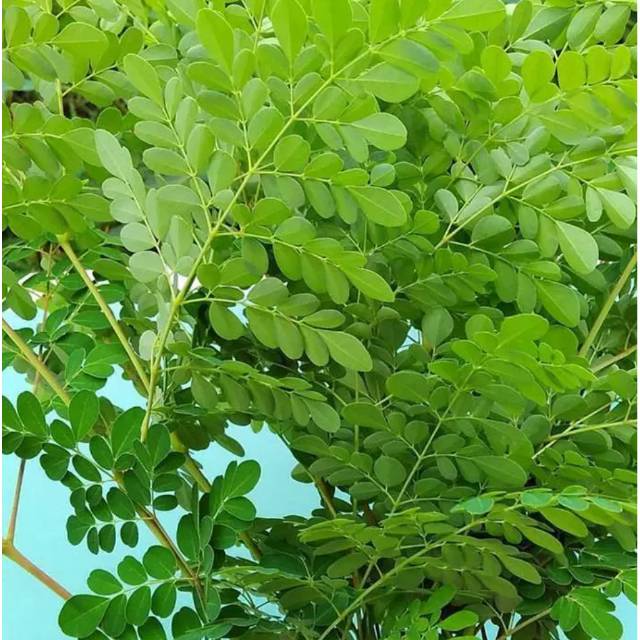 

Daun Kelor Segar-Daun Kelor Fresh Kemasan 500 Grm