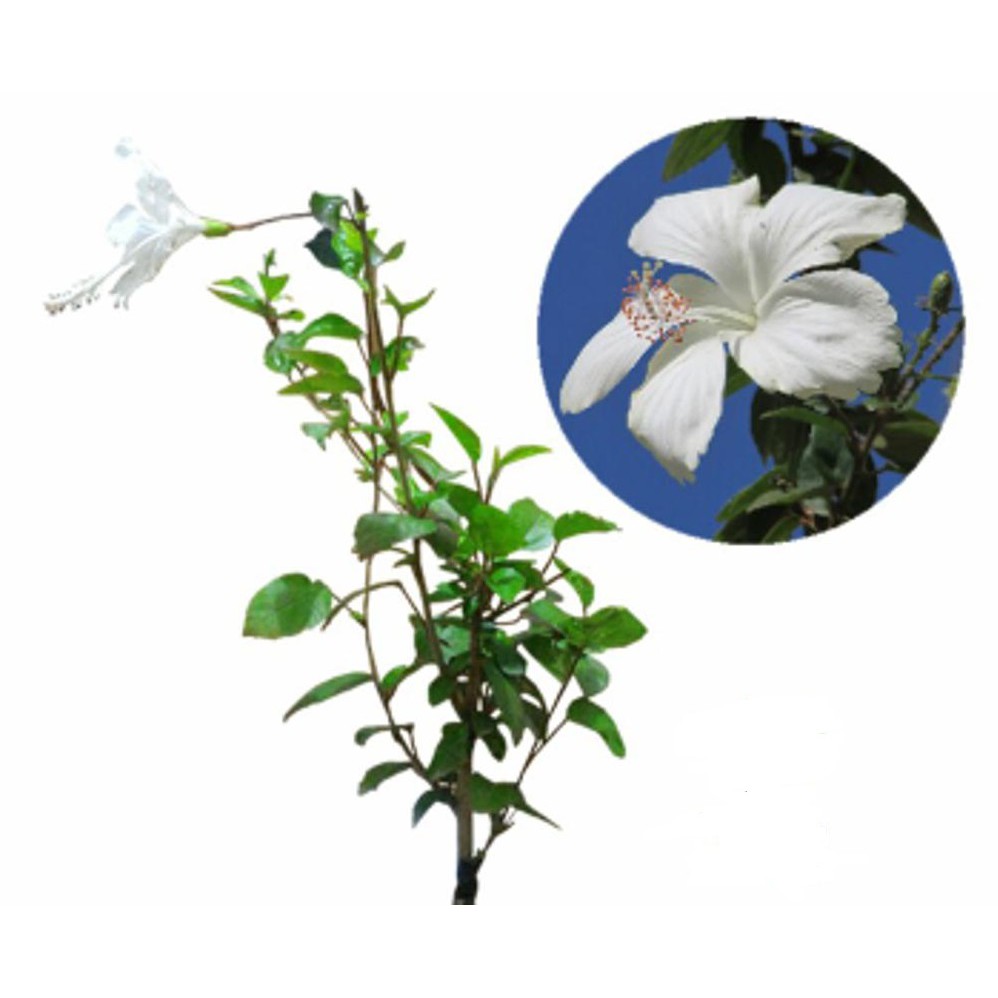 Tanaman Kembang Sepatu Putih