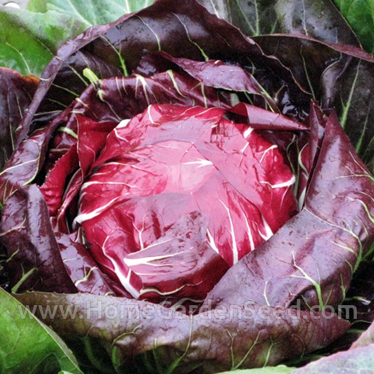 Benih Radicchio Palla Rossa - Home Garden Seed