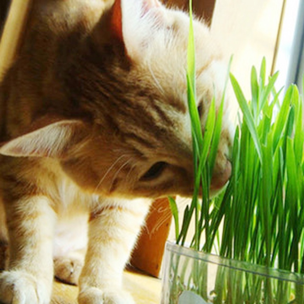 Benih Rumput Kucing 50 gr Bibit Rumput Kucing Biji Rumput Gandum Wheat Grass Rumput Kucing