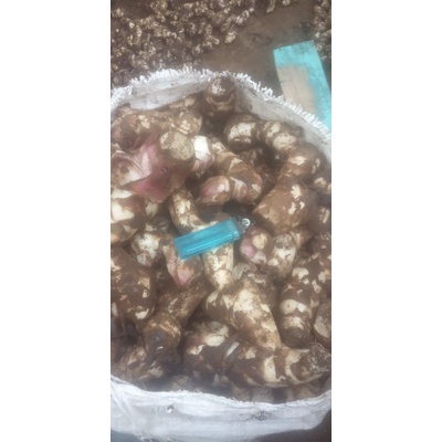 

UMBI GANYONG MERAH/PUTIH SUPER MANIS