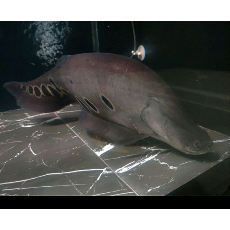 belida bangkok big jumbo tankmate arowana