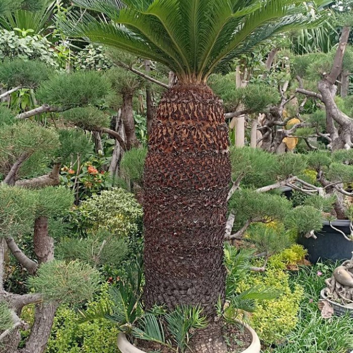 TANAMAN HIAS SIKAS JUMBO-PALEM SIKAS BATANG KERAS 1meter Up