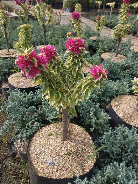 Bahan Bonsai Bougenville Singapore Variegata