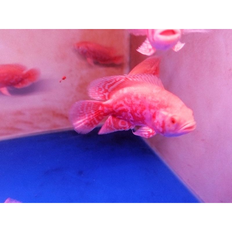 Oscar Tiger albino import