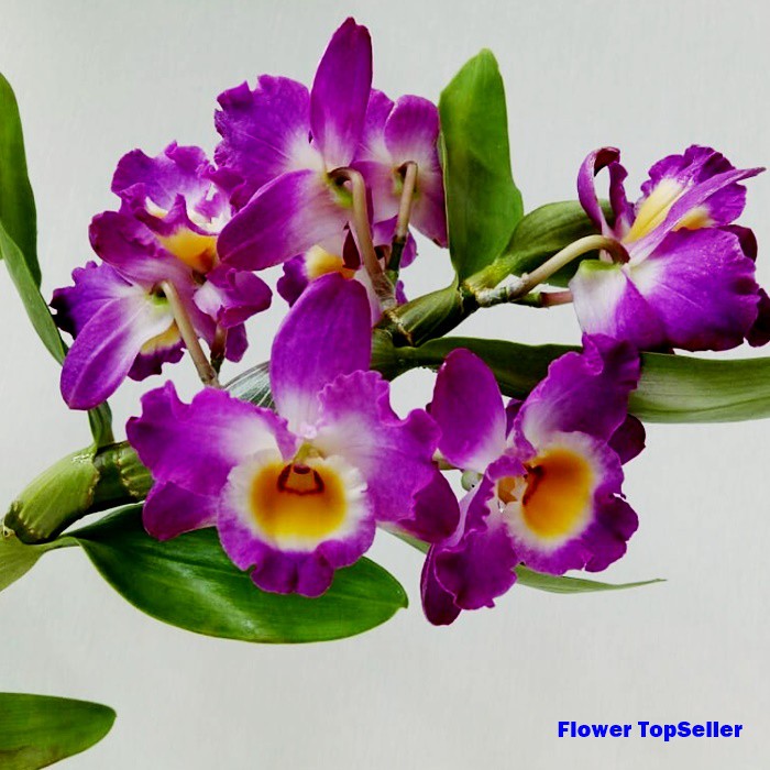 ANGGREK DENDROBIUM NOBILE REMAJA / ANGGREK / BUNGA ANGGREK / ANGGREK DENDROBIUM