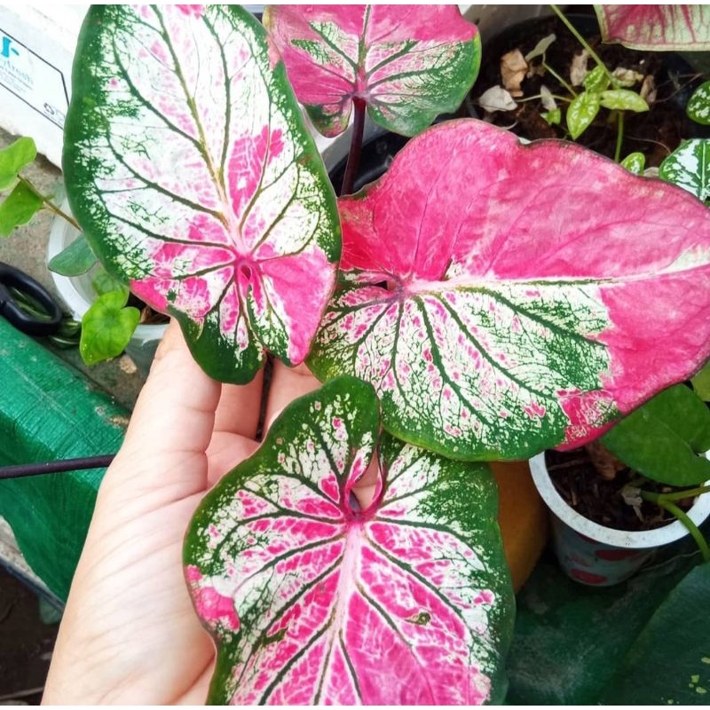 BIBIT KELADI HANOMAN OBONG / TANAMAN HIAS HANOMAN OBONG