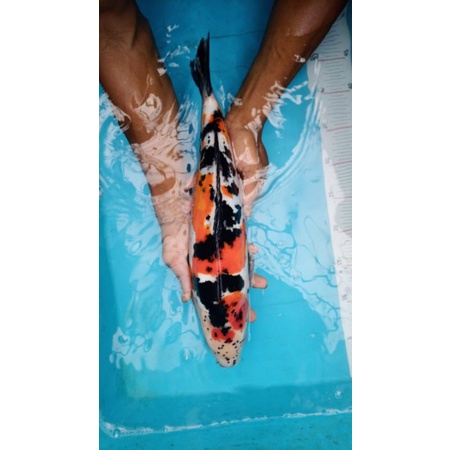 Paket 2 ekor ikan koi doitsu jumbo uk 40up