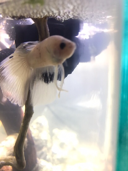 Maura Couple - Sania Ruffle Batik Couple Ori Ndoro Jowi Dnt Garansi Termurah Shopee - Shopashop