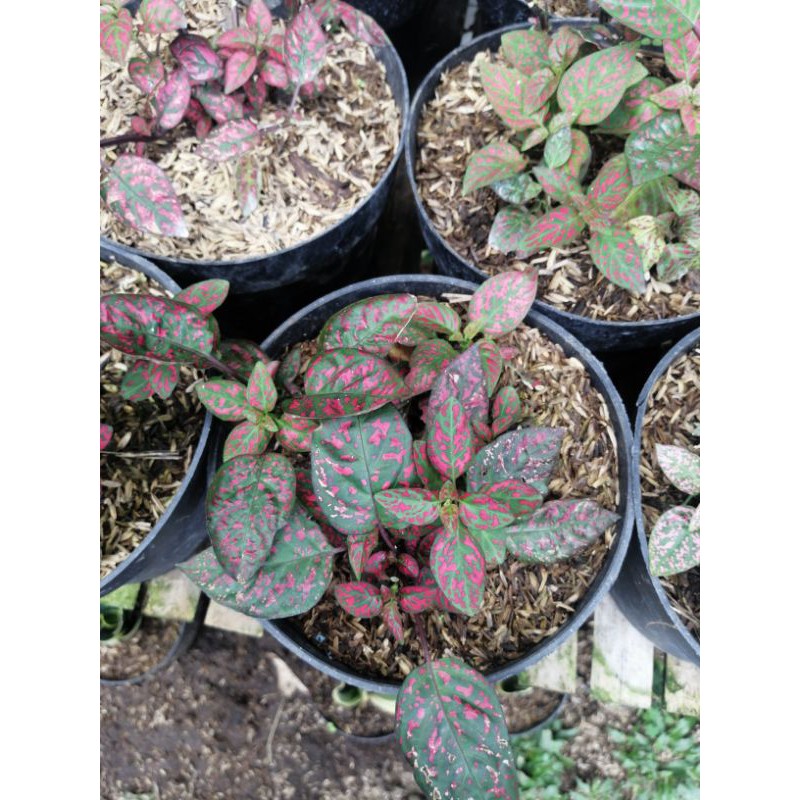 Tanaman Hias Hipotesis Merah