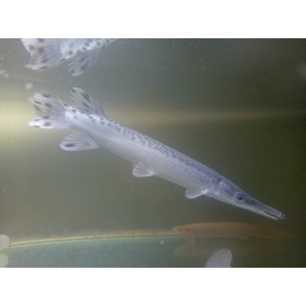 

(PROMO GILA) Aligator Platinum GRADE B 20cm