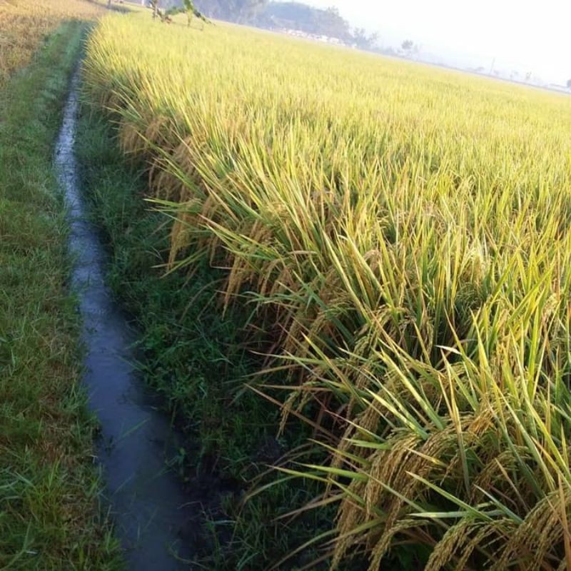 BENIH PADI INPARI 16 BIBIT PADI UNGGUL 5KG