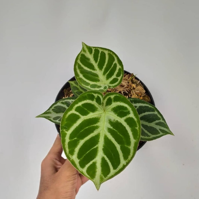 Tanaman hias kuping gajah mangkok  dhorayaki- anthorium crystallinum silver