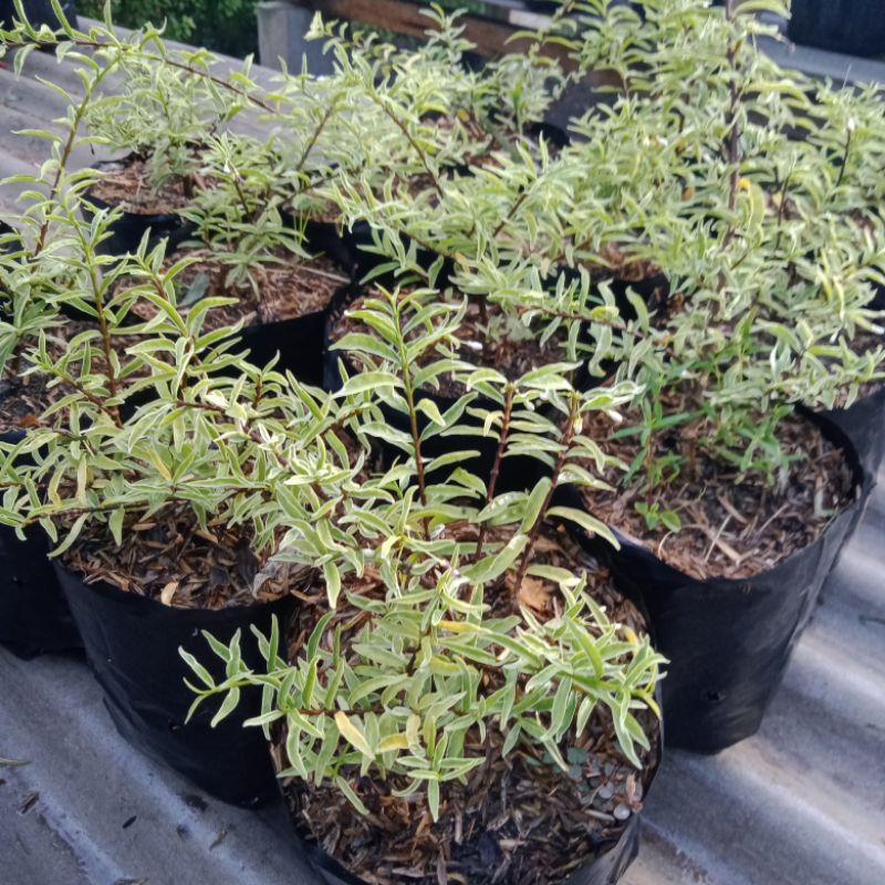 Bibit Tanaman Hias Bahan Bonsai Anting Putri Mikro Varigata Ori Murah