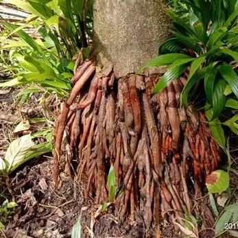 

Akar pinang segar per 500 gram