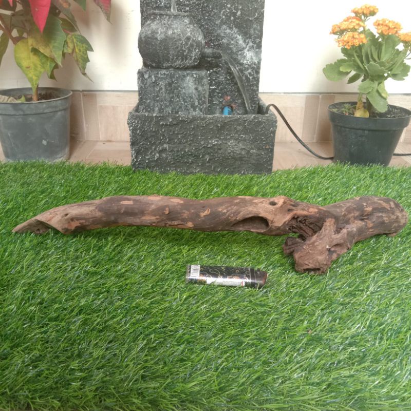 kayu santigi karang atau laut grade A122