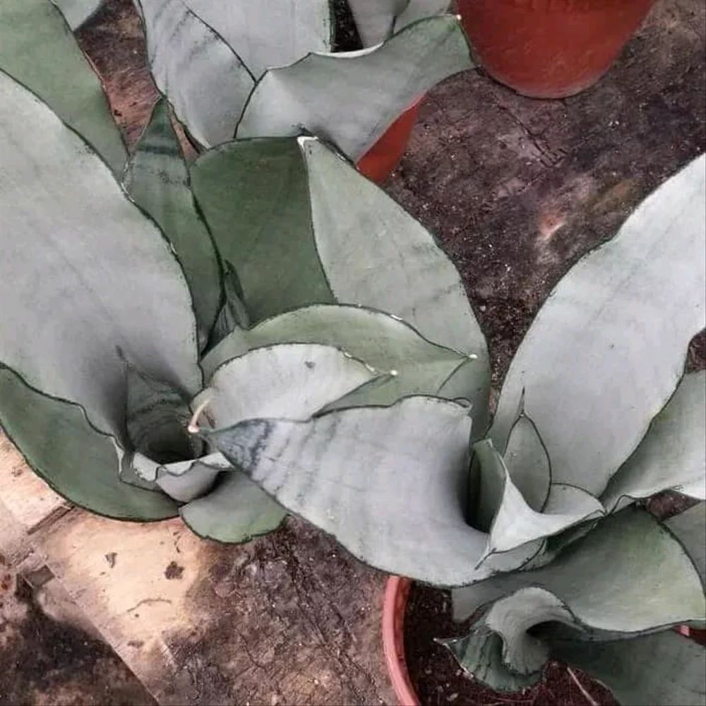 Sansivera Moonshine Tanaman Hias Indoor - Sansivera Silver - Sansivera Moonshine