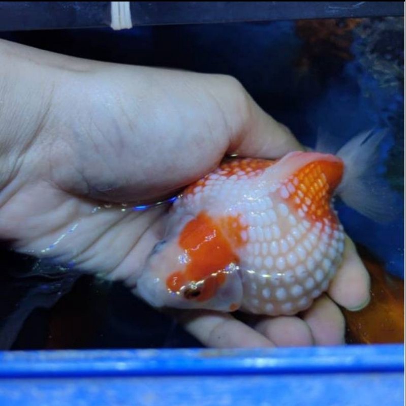 Ikan Hias Goldfish Mas Koki Mutiara Jumbo