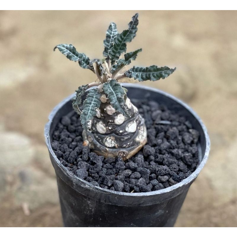 Kaktus Dorstenia Crispa