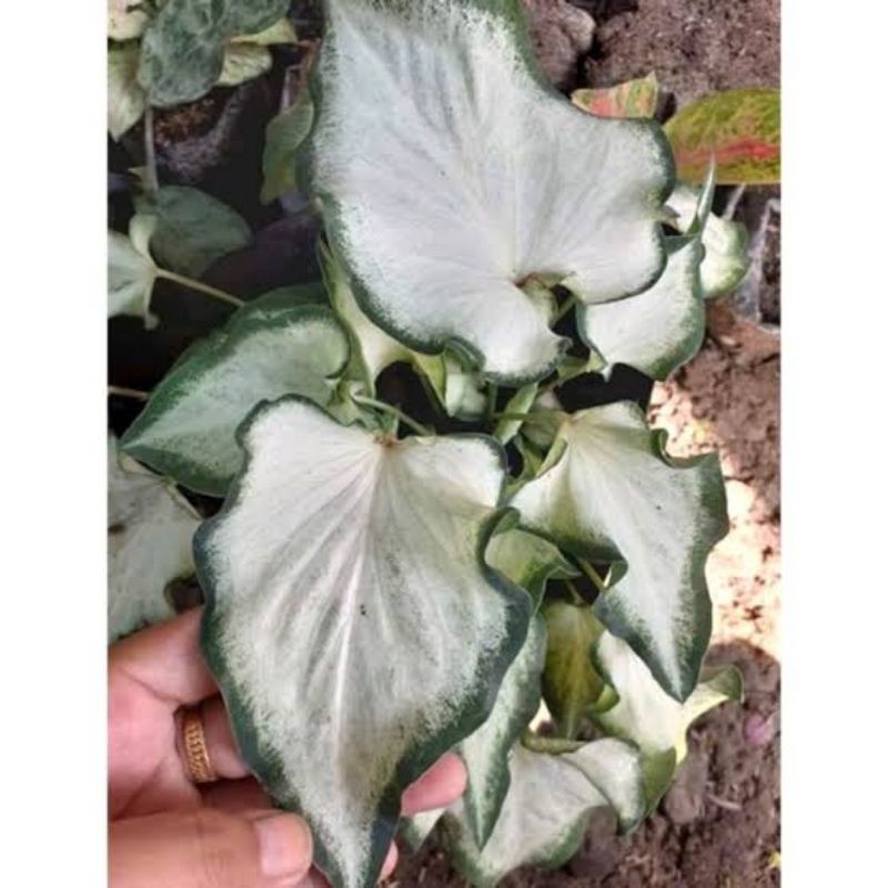 caladium white knight / caladium infinity white / keladi keris putih