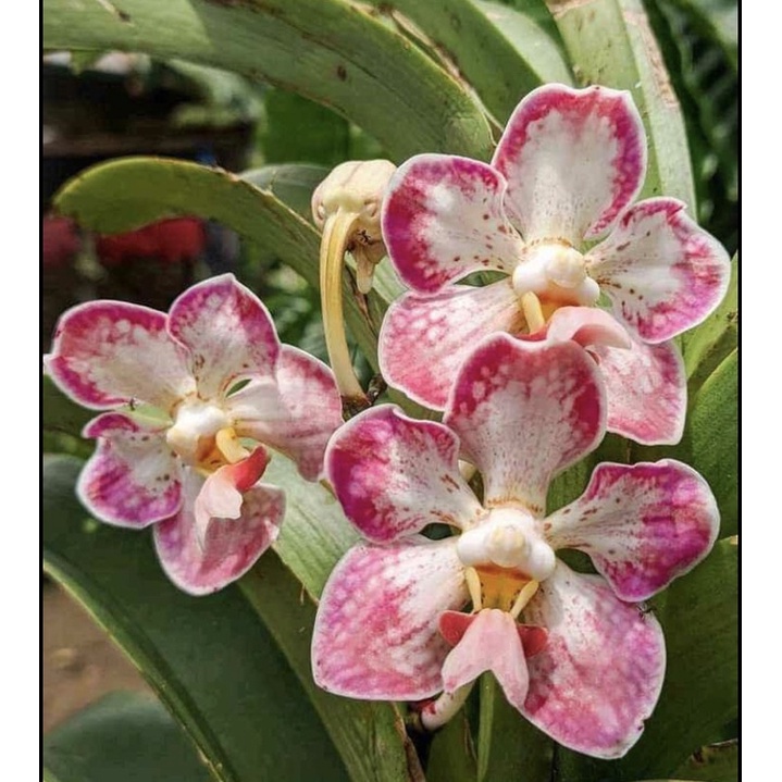 anggrek vanda foetida