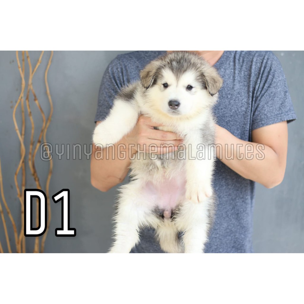 49++ Foto anjing alaskan malamute ideas