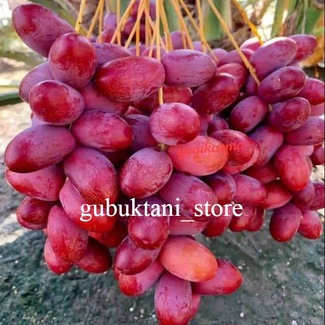 Bibit Kurma H1 Tropis Super