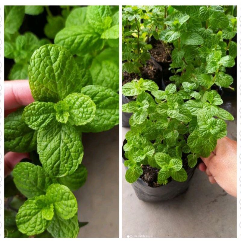 Bibit tanaman mint/bibit papermint