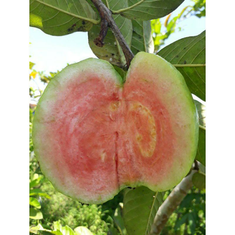 fresh cangkok/potong cangkok bibit jambu kristal merah jumbo