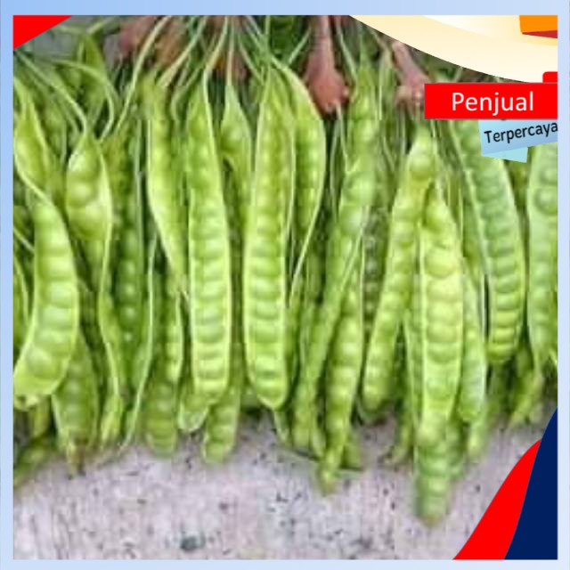 

/COD/ Bibit pete portugal rajanya pete Ktn