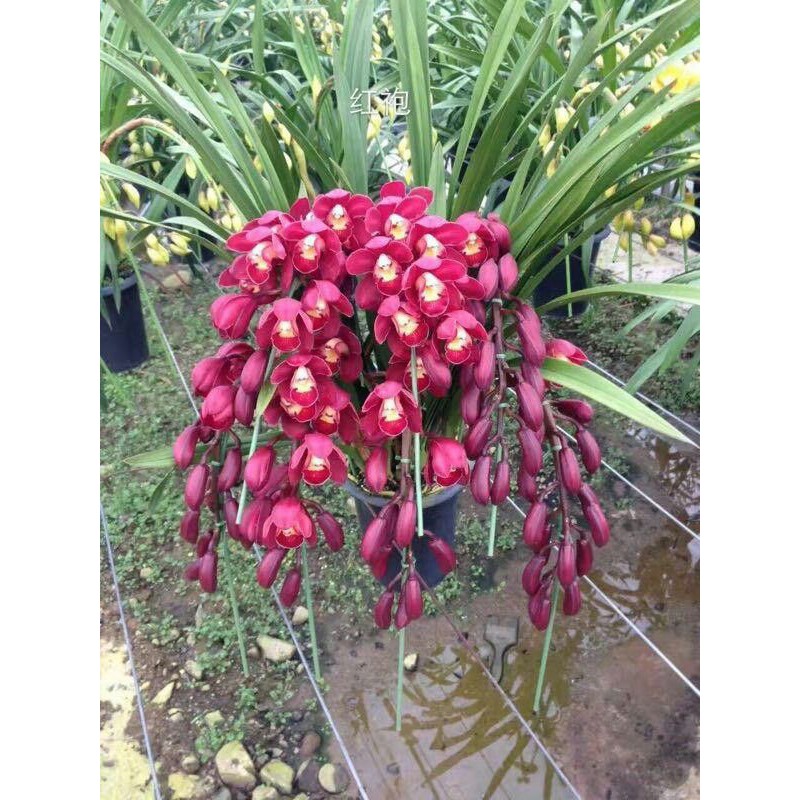 Anggrek Cymbidium dark red f1-Tanaman hias hidup-Bunga hidup-Bunga hias-Bunga Anggrek-Anggrek hias-Anggrek hidup-kembang anggrek / Anggrek murah