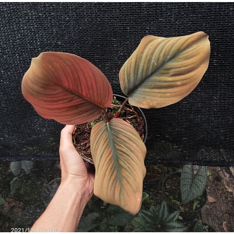 homalomena red black