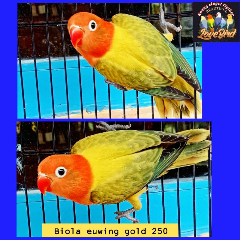 burung love bird biola euwing gold murah