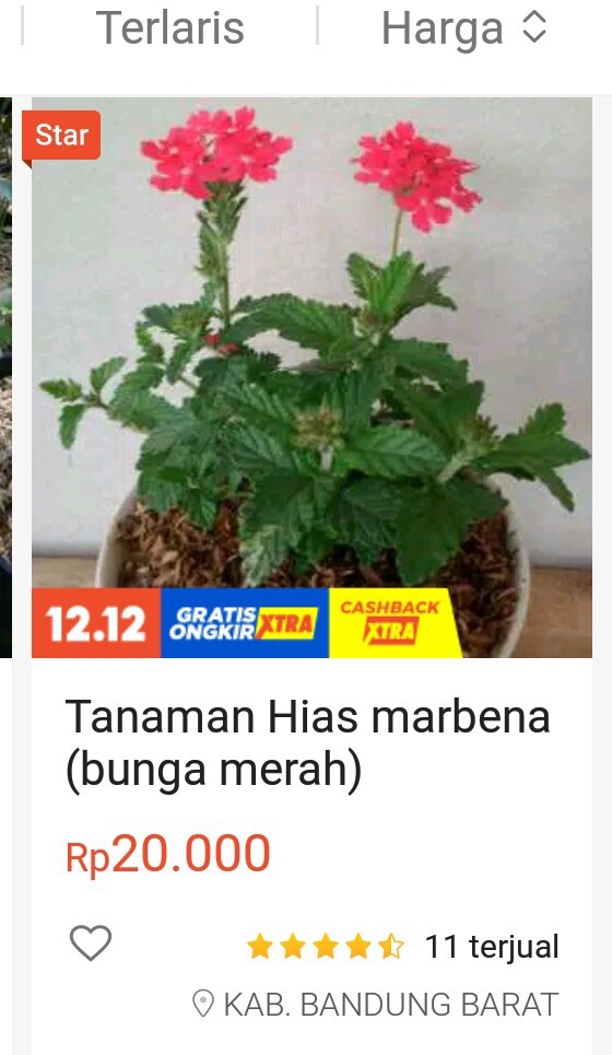 Tanaman Gantung Ivy