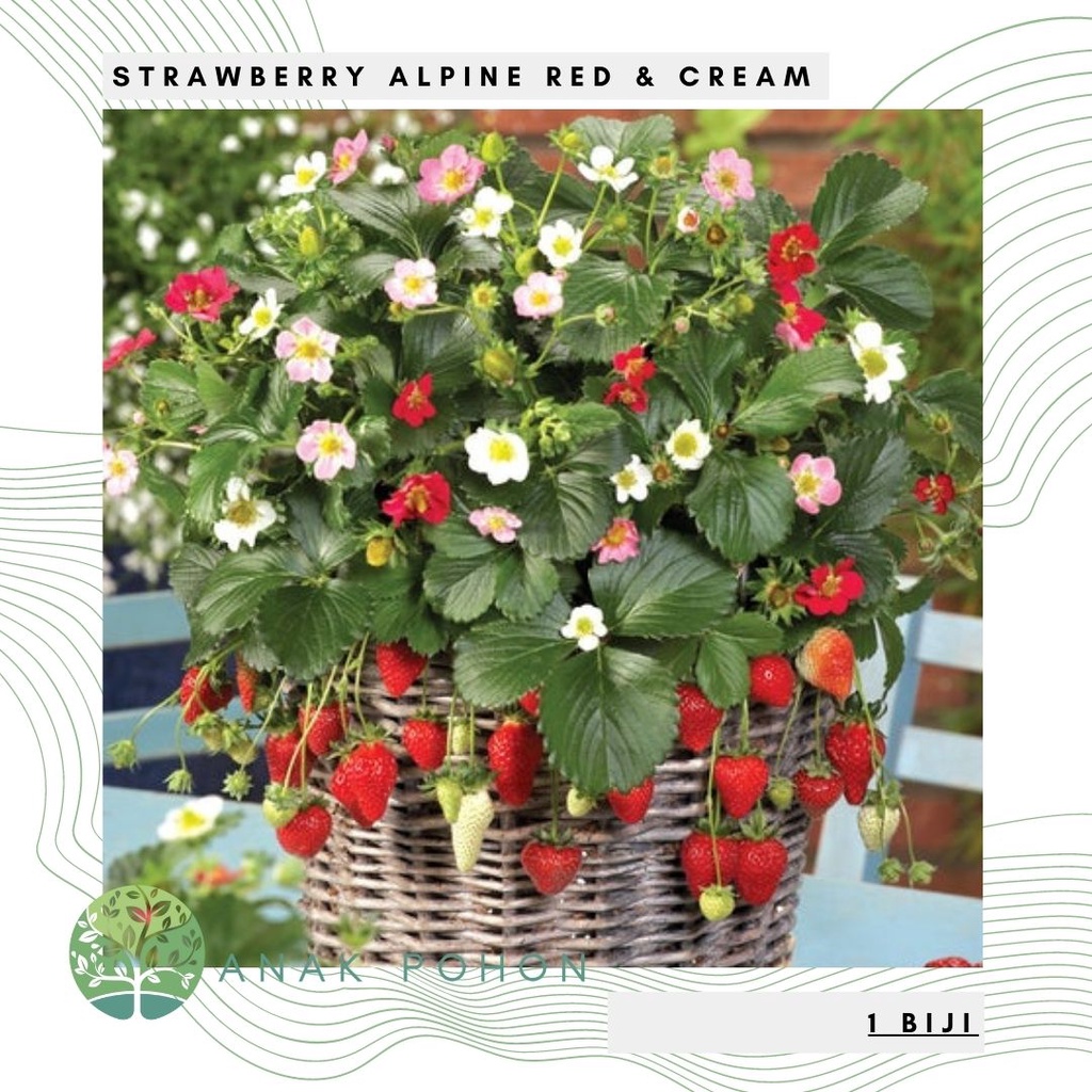 Benih Bibit Biji - Strawberry Alpine Red &amp; Cream Mixed (Fragaria vesca L.) Seeds - IMPORT