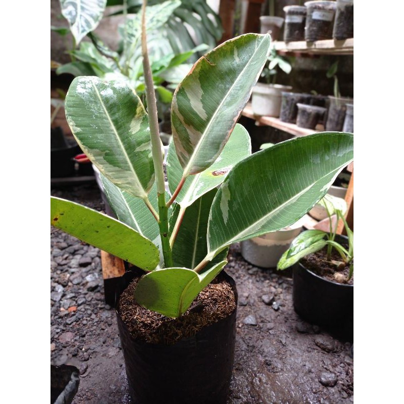 Ficus elastica Ruby / Ficus elastica Tineke / Karet Kebo varigata