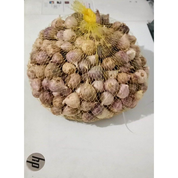 

Bawang Putih Lanang (Paket Usaha 15kg)