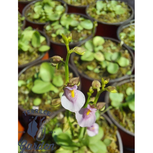 Tanaman Karnivora Utricularia Calycifida / Tanaman pemakan serangga.