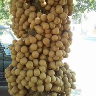 

buah kepel/buah langka/buah legend