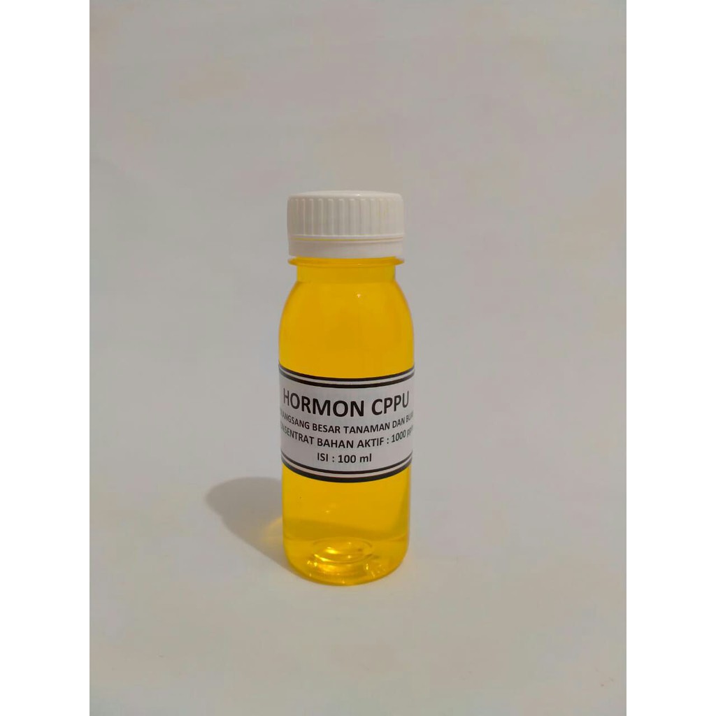 cppu hormon untuk pembesaran buah anggur
