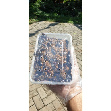 kecoa batu / ceremede/ keterlak /pakan ikan /umpan mancing galatama lele