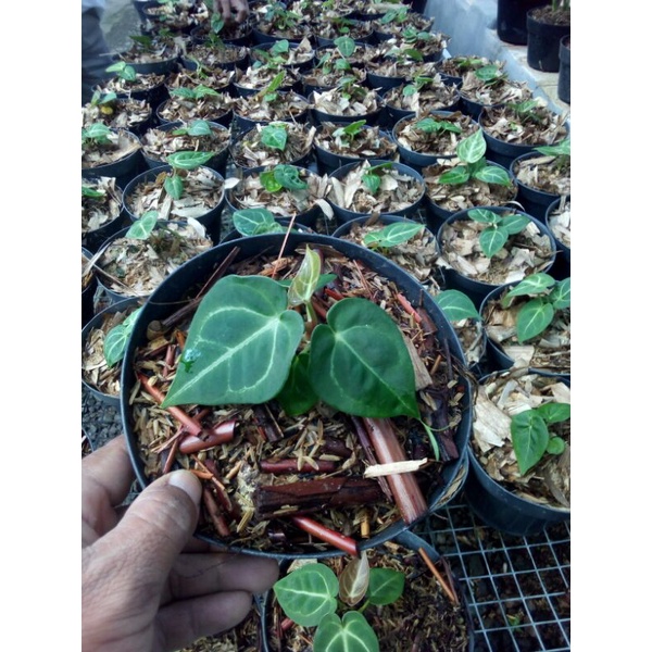 tanaman hias anthorium/kuping gajah desleri