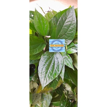 

Daun karuk atou daun sirih karuk per 200 grm