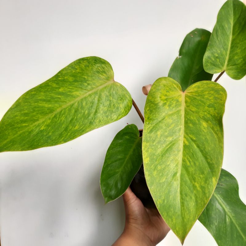 philodendron painted lady