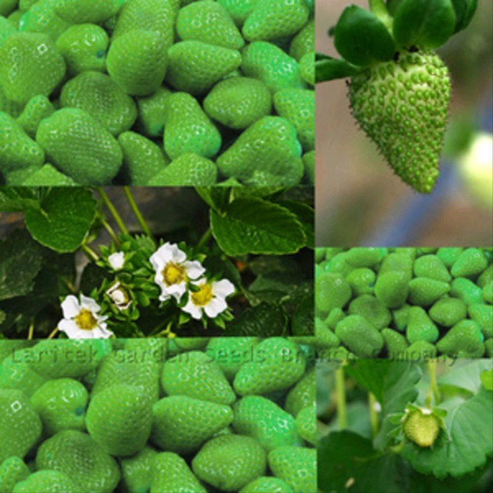 10 biji strawberry hijau import