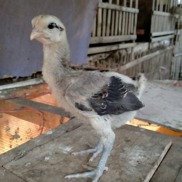 Ayam pelung nz Farm