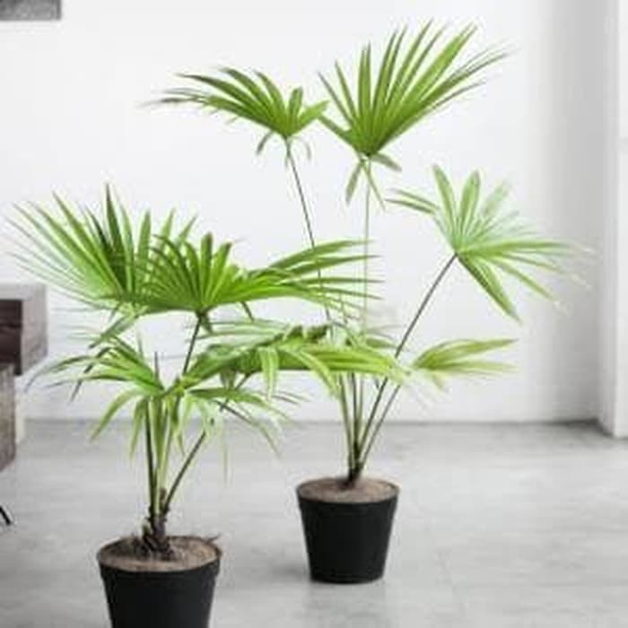 Tanaman Hias Palem Bintang