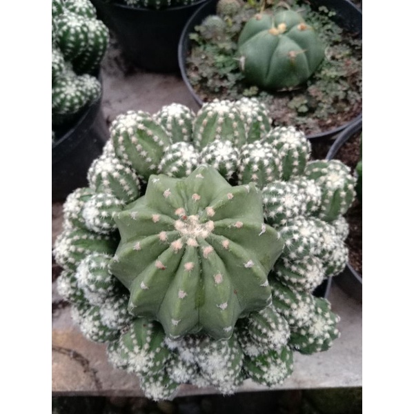 Kaktus echinopsis inermis besar/Kaktus ownroot/kaktus Pasaman/kaktus termurah