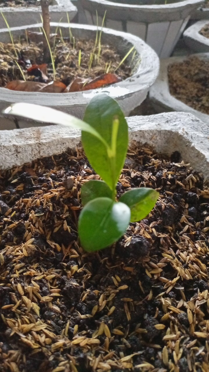 Bibit Cedana Bali Cendana Wangi